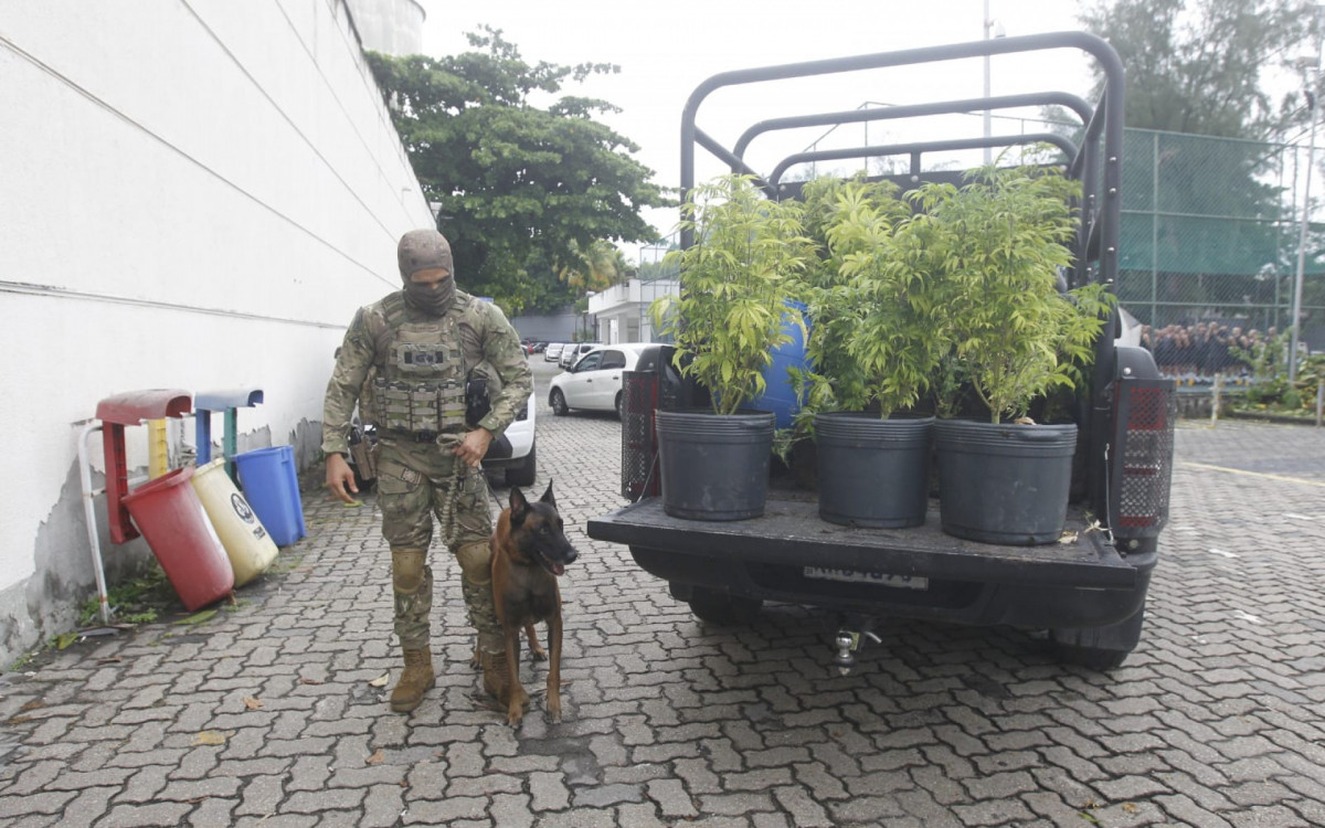 Cão Kriguer auxiliou a Core na localização da plantação de maconha
