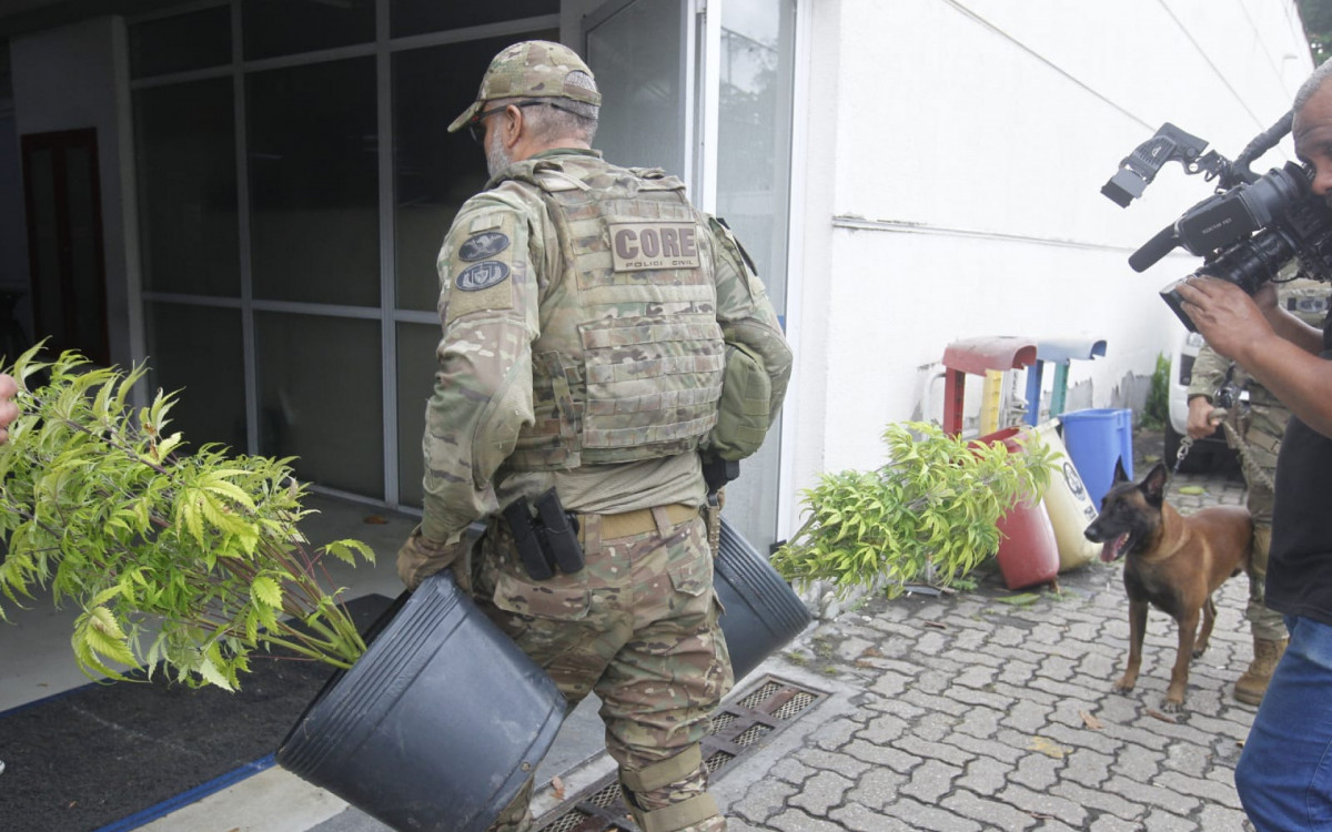 Agentes encontraram plantação de maconha no Novo Jardim
