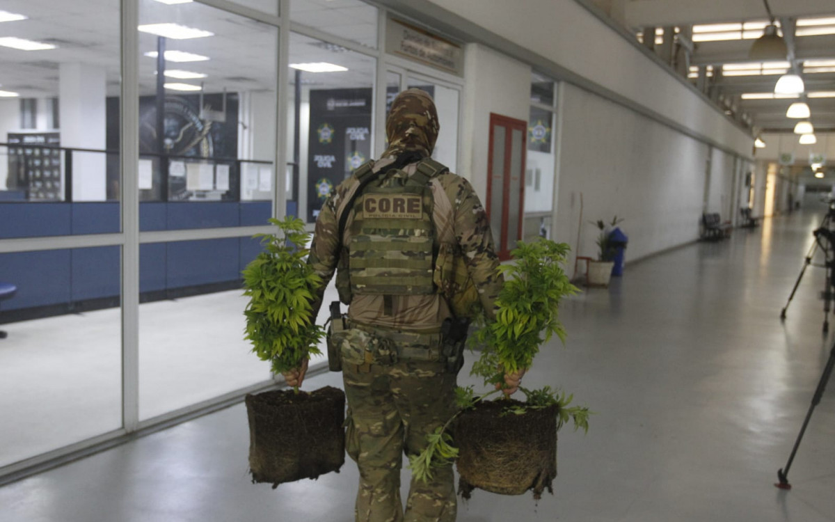 Agentes encontraram plantação de maconha no Novo Jardim