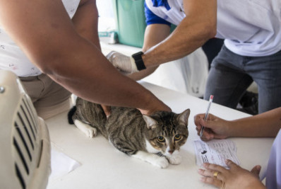 Vacinação antirrábica mobiliza Macaé com ação em quatro bairros neste sábado