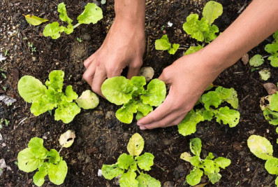 Projeto de Macaé ganha destaque nacional em publicação sobre segurança alimentar