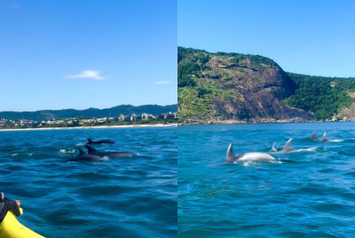 Golfinhos surpreendem banhistas em praia de Niterói