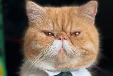 Gato Nostradamus faz previsão aterrorizante para o fim do mundo