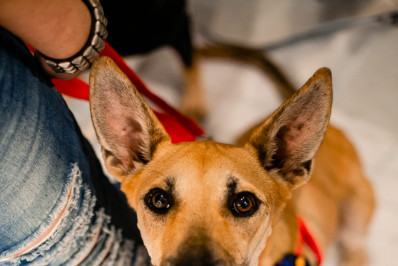Desfile de adoção aposta em cães adultos para aumentar chances de um novo lar