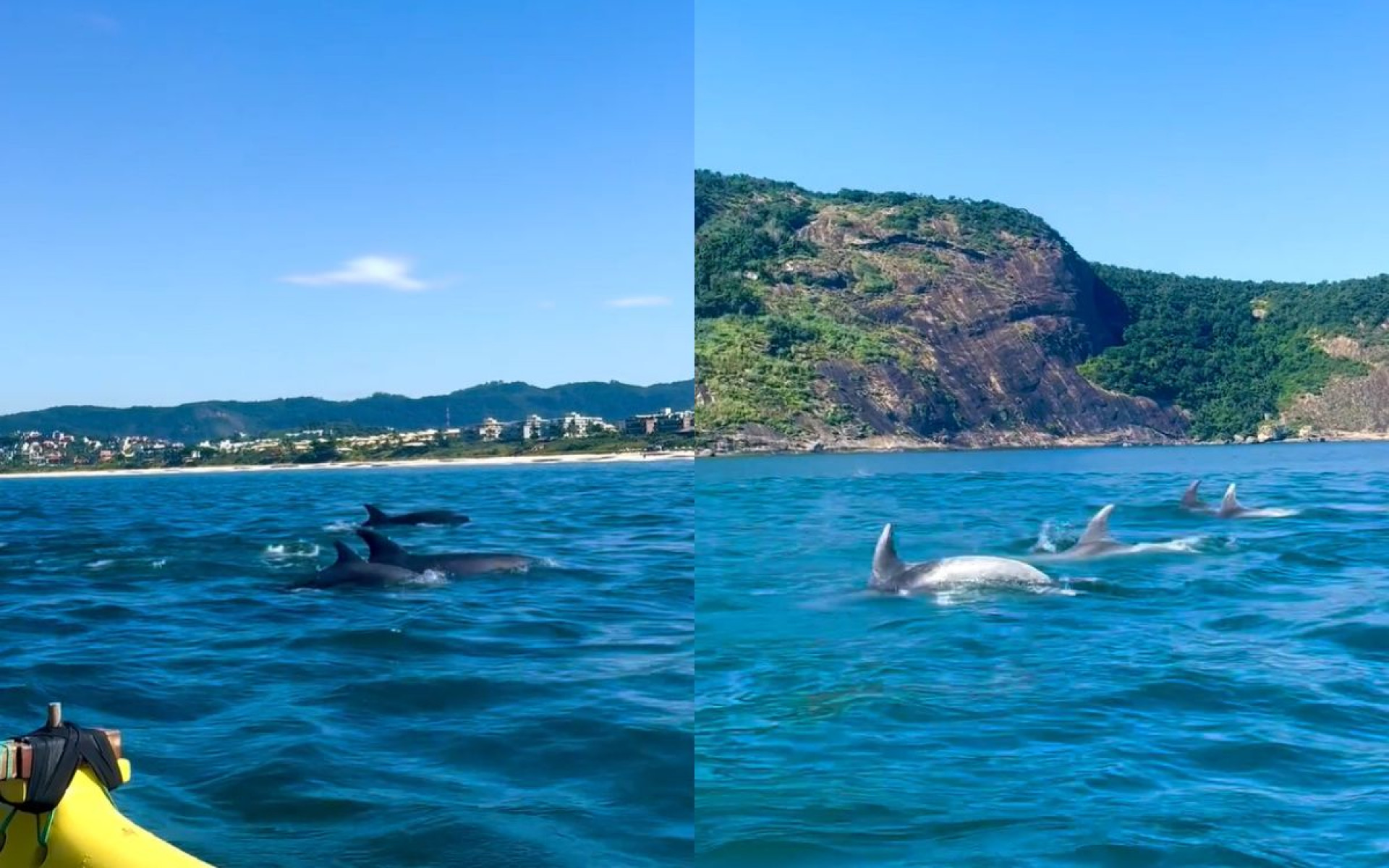 Vídeos: Golfinhos surpreendem banhistas em praia de Niterói