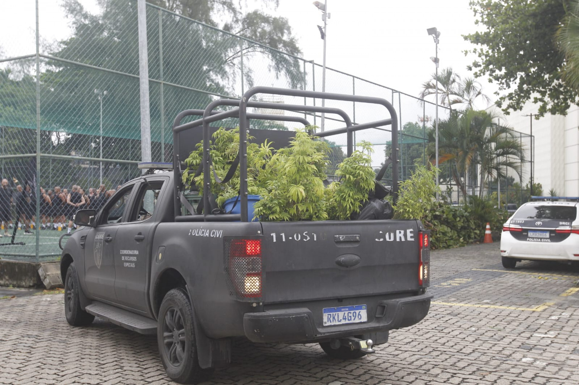 Plantação de maconha apreendida na comunidade do Novo Jardim - Reginaldo Pimenta / Agência O Dia