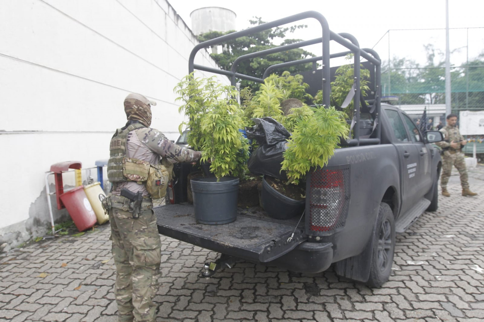 Plantação de maconha apreendida na comunidade do Novo Jardim - Reginaldo Pimenta / Agência O Dia