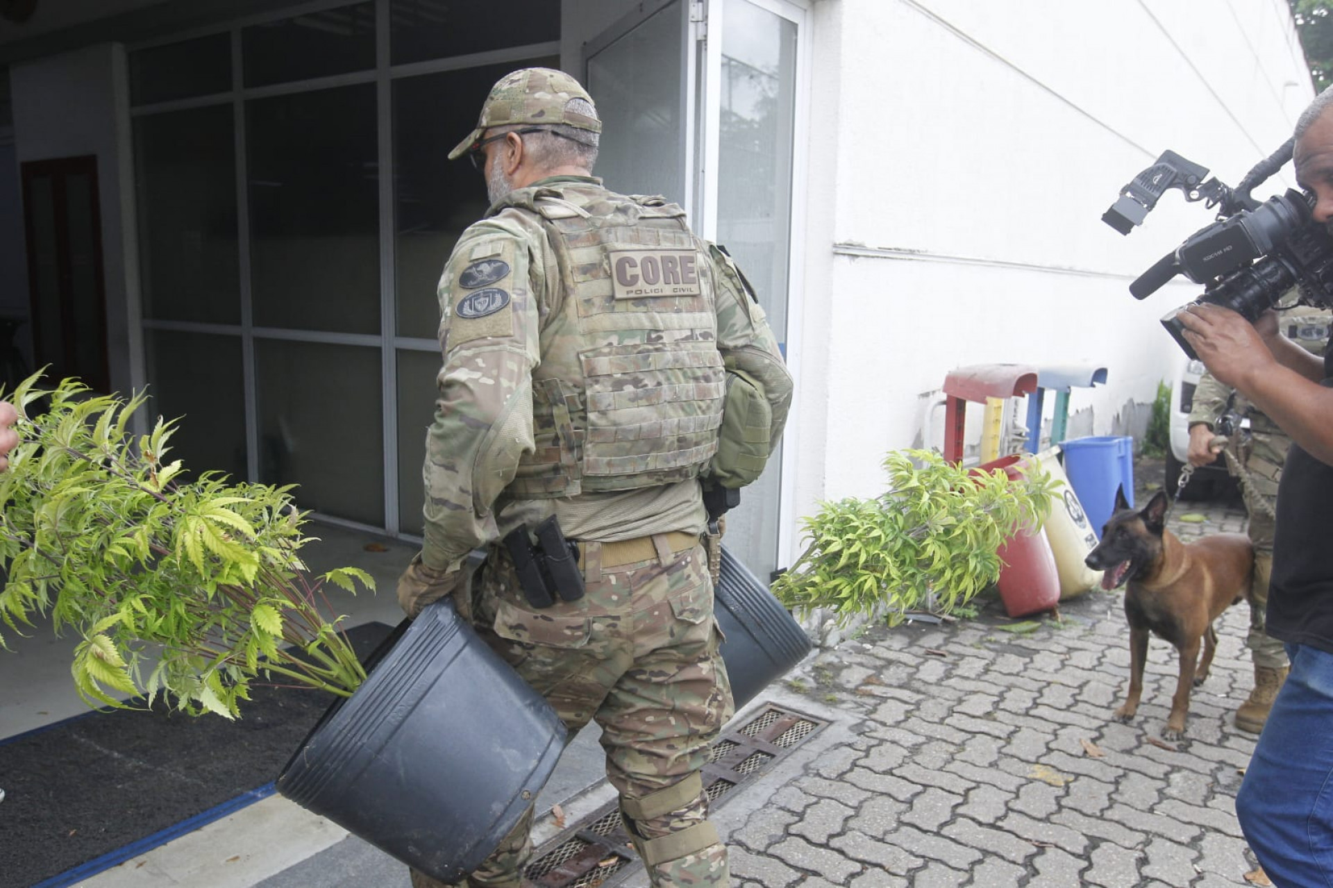 Agentes encontraram plantação de maconha no Novo Jardim - Reginaldo Pimenta / Agência O Dia
