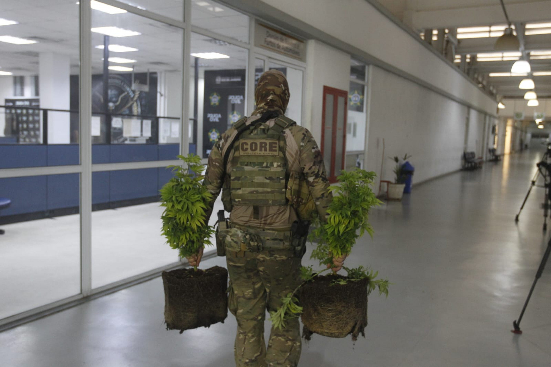 Agentes encontraram plantação de maconha no Novo Jardim - Reginaldo Pimenta / Agência O Dia