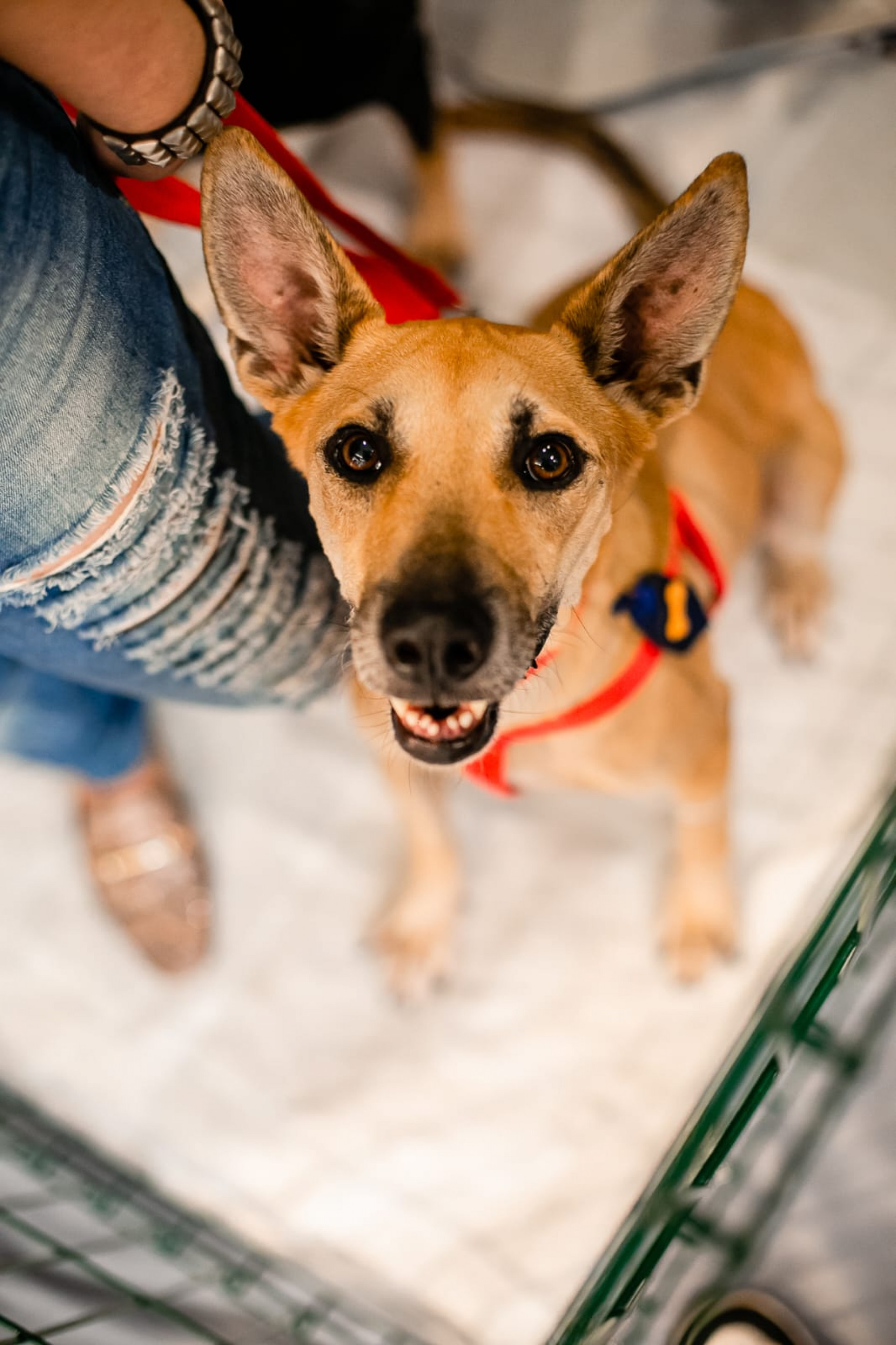 Desfile vai apresentar os animais de forma diferente - Divulgação