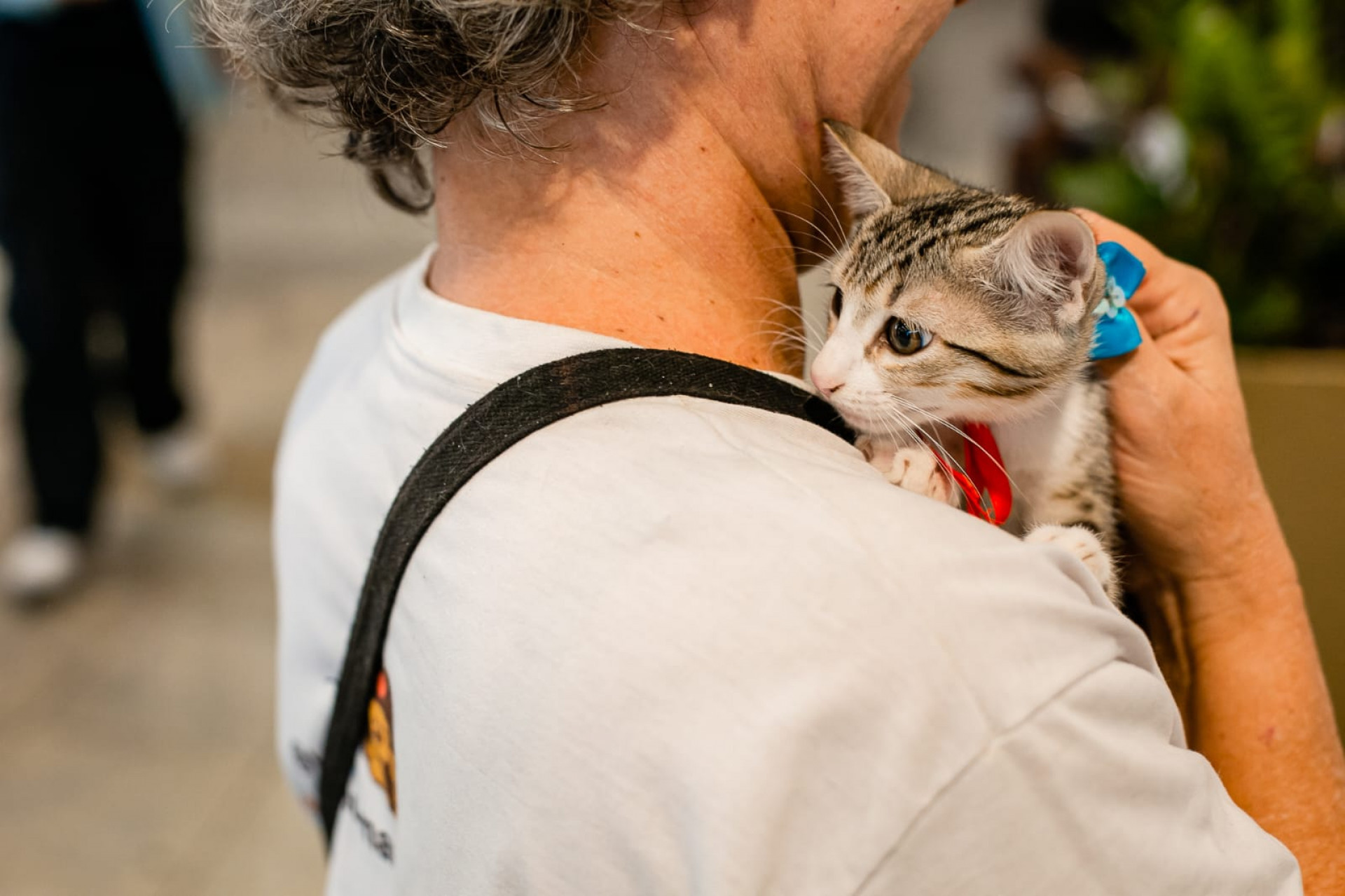 Iniciativa tem como objetivo valorizar histórias, personalidades e potencial de convivência dos pets - Divulgação