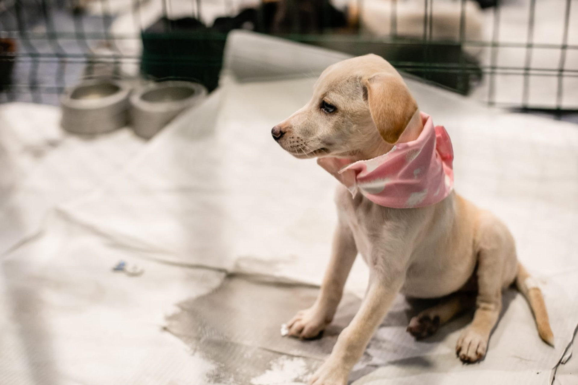 Desfile vai apresentar os animais de forma diferente - Divulgação