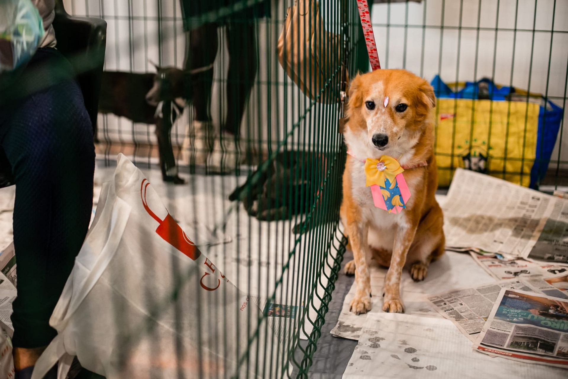 Desfile vai apresentar os animais de forma diferente - Divulgação