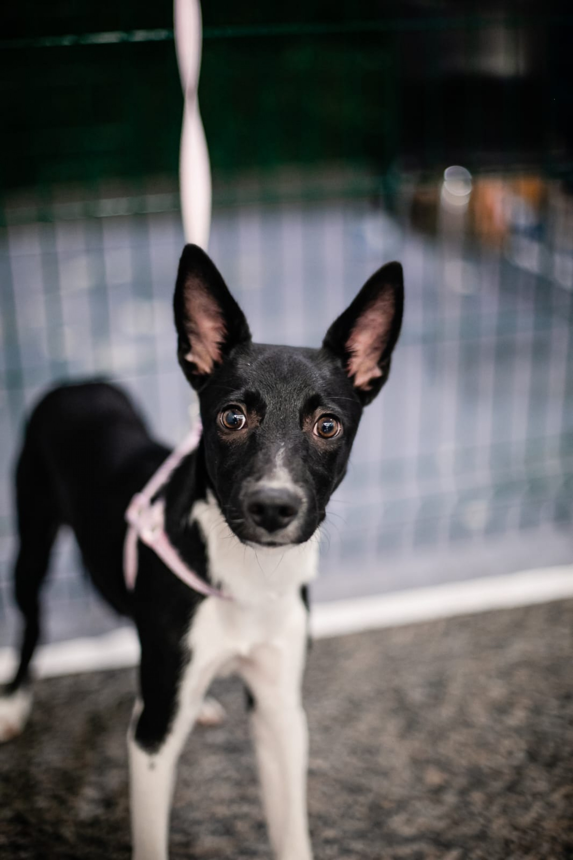Iniciativa tem como objetivo valorizar histórias, personalidades e potencial de convivência dos pets - Divulgação