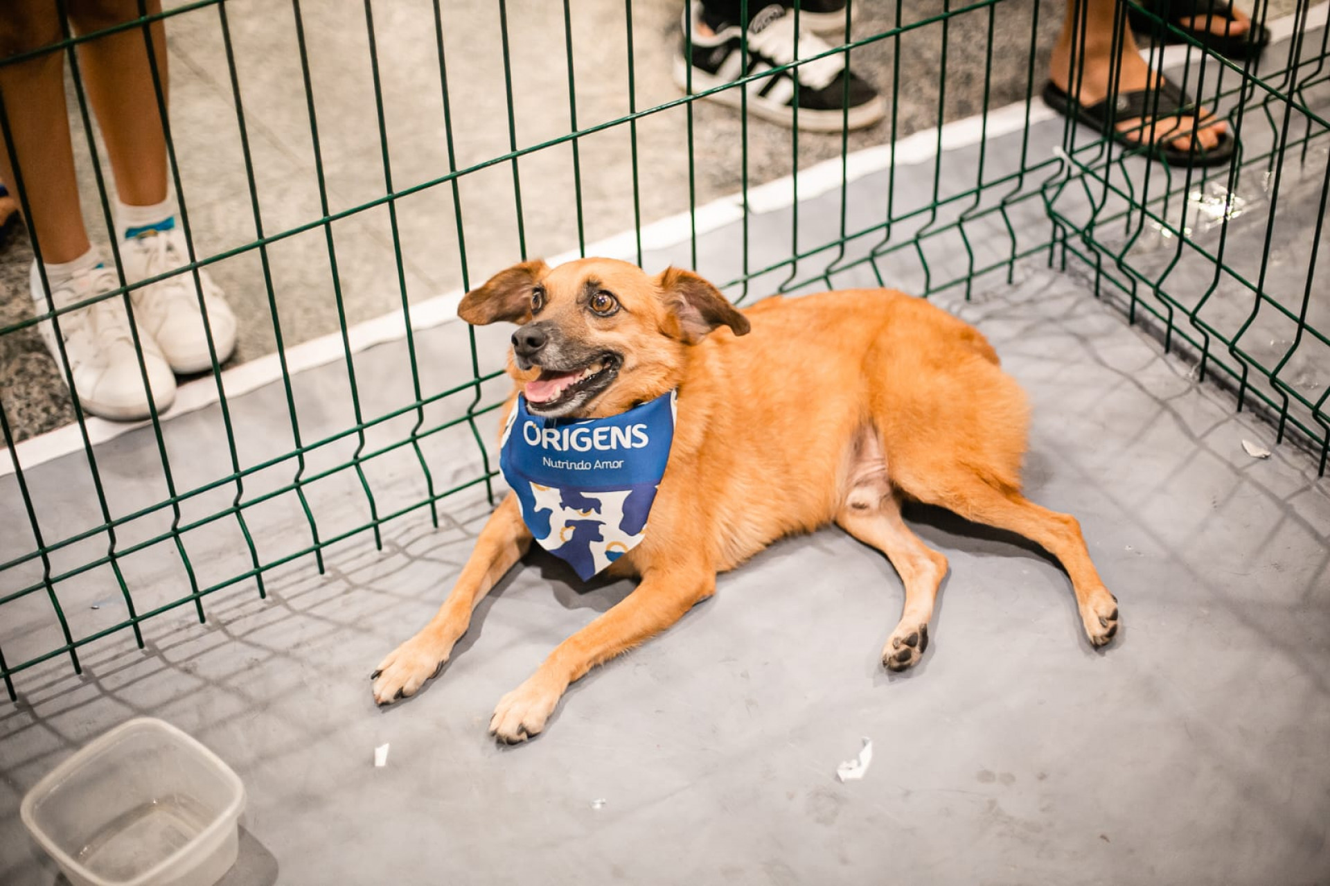 Iniciativa tem como objetivo valorizar histórias, personalidades e potencial de convivência dos pets - Divulgação