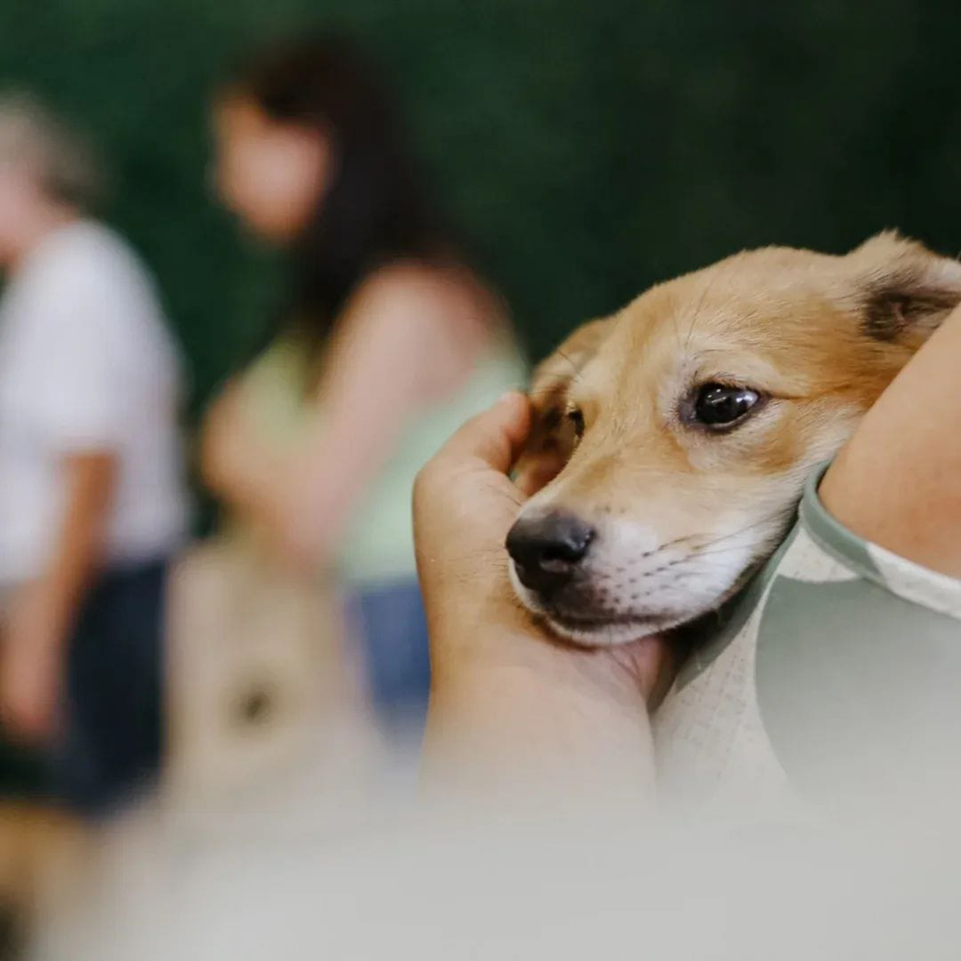 Iniciativa tem como objetivo valorizar histórias, personalidades e potencial de convivência dos pets - Divulgação