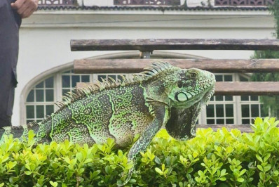 Cobea e Corpo de Bombeiros resgatam iguana no Lago do Quitandinha