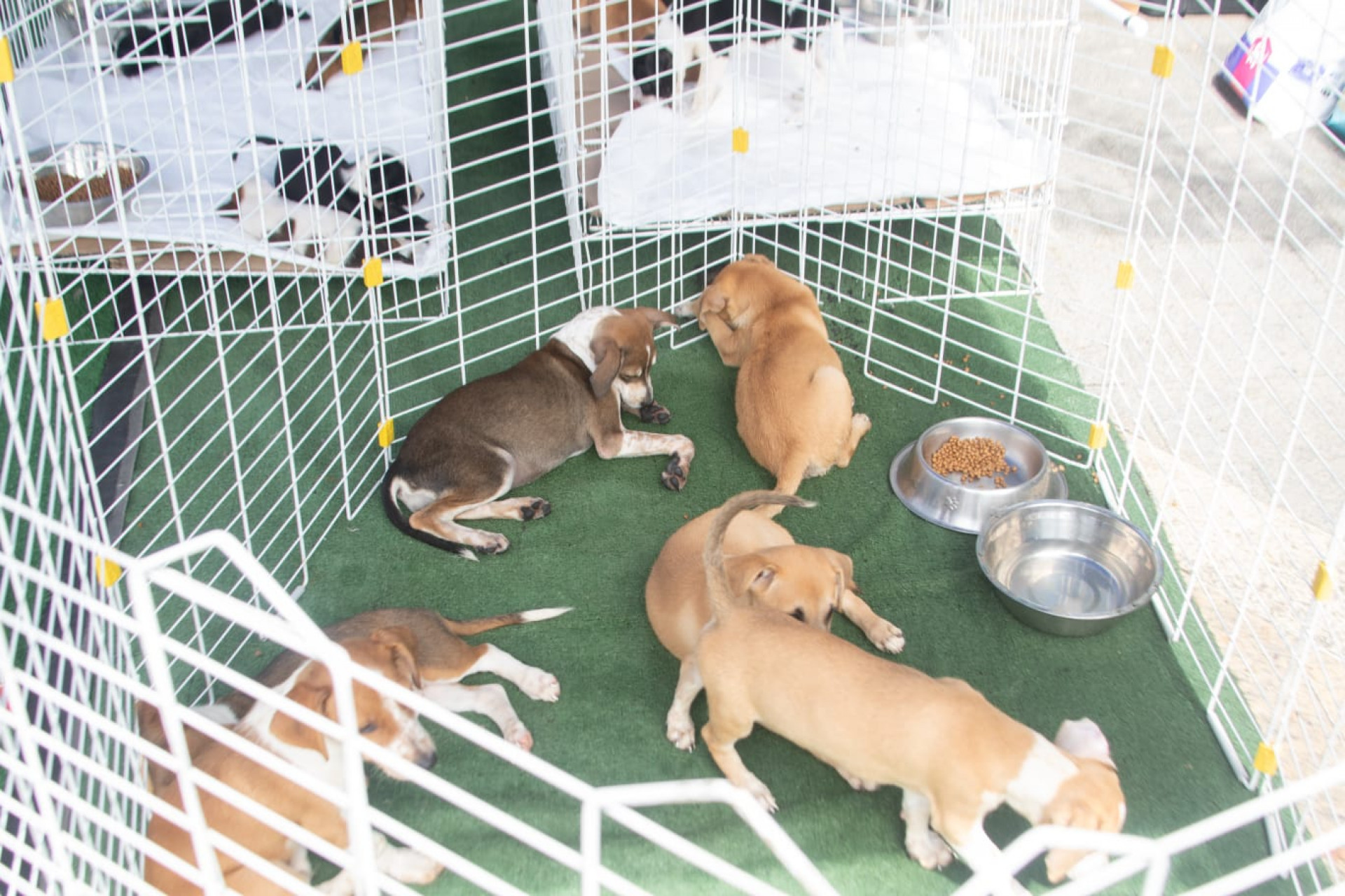 Exposição com obras gigantes e feira de adoção de animais agitam Praça Mauá - Érica Martin / Agência O Dia