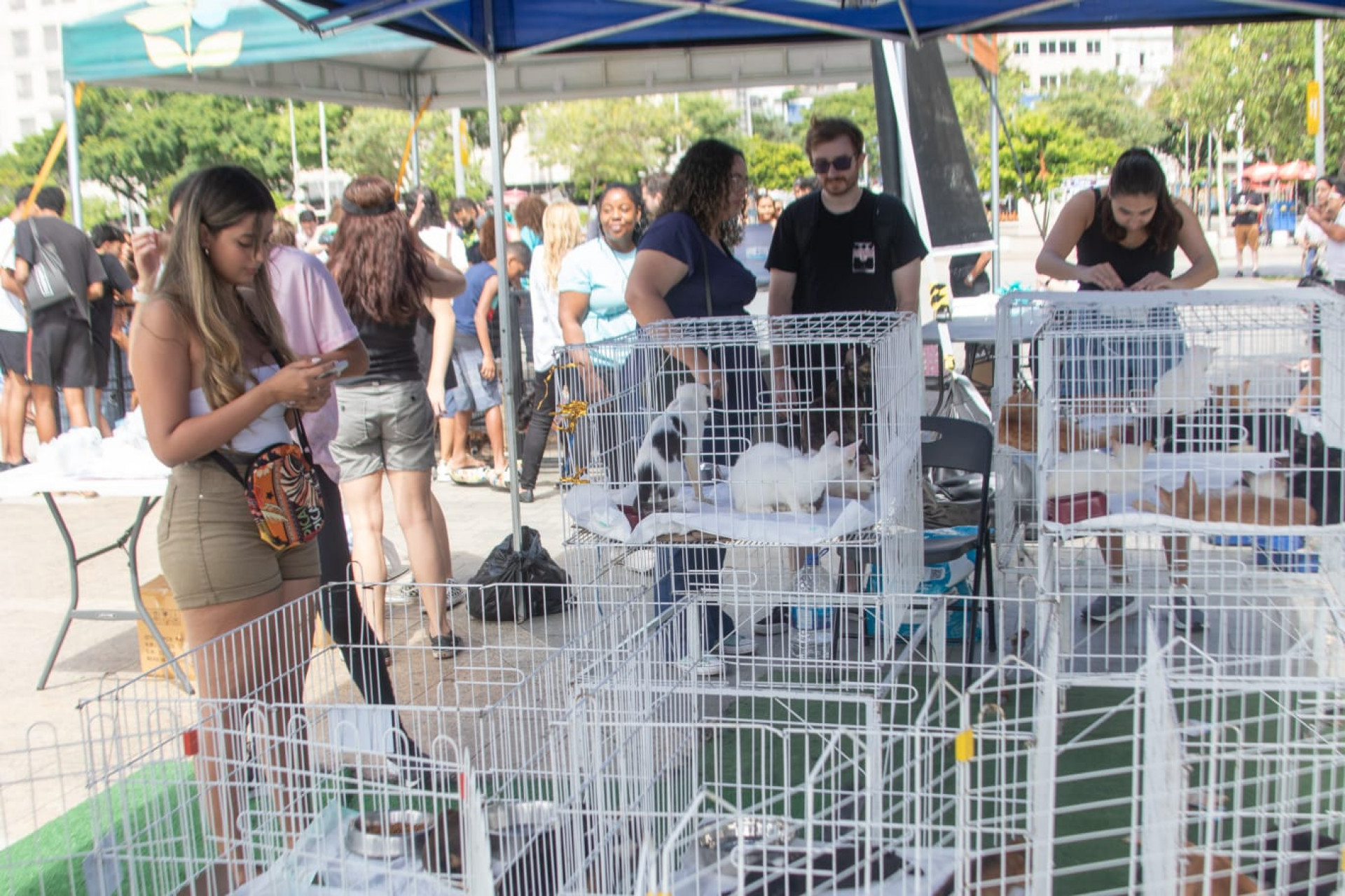Exposição com obras gigantes e feira de adoção de animais agitam Praça Mauá - Érica Martin / Agência O Dia
