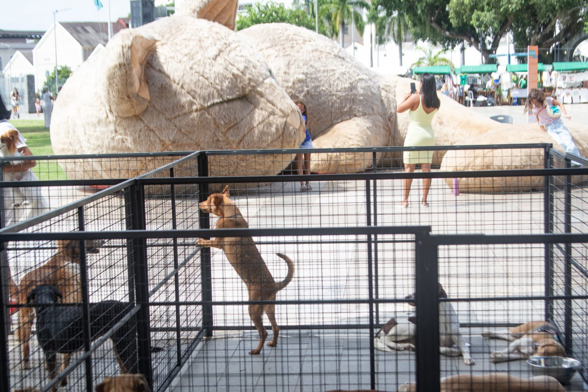 Exposição com obras gigantes e feira de adoção de animais agitam Praça Mauá - Érica Martin / Agência O Dia