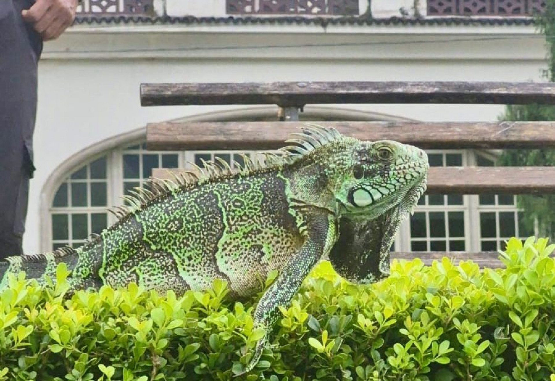 Cobea e Corpo de Bombeiros resgatam iguana no Lago do Quitandinha