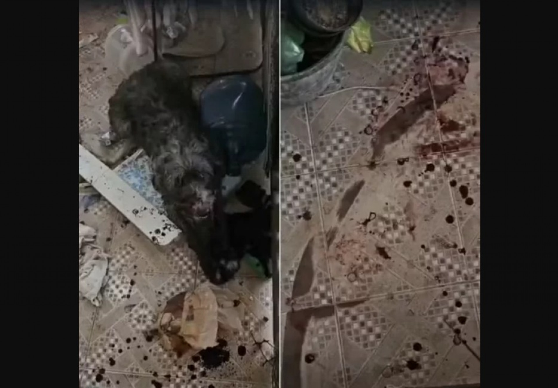 Cadelas são resgatadas em meio a sangue, fezes e urina em São Pedro da Aldeia