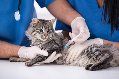 Campanha antirrábica avança na serra de Macaé com vacinação em quatro localidades