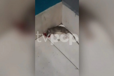 Equipe encontra rato no jantar na RedeTV!