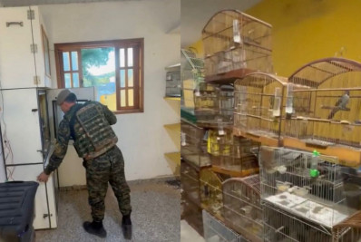 Polícia Civil apreende mais de 60 aves silvestres