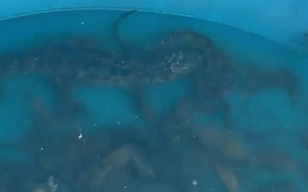 Dois jacar&eacute;s foram encontrados em uma caixa d'&aacute;gua durante opera&ccedil;&atilde;o da PM