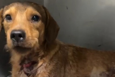 Cachorro é baleado em Guaratiba; vizinhos acusam policial