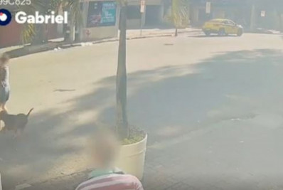 Vídeo: pitbull sem coleira ataca mulher com cachorro na Tijuca