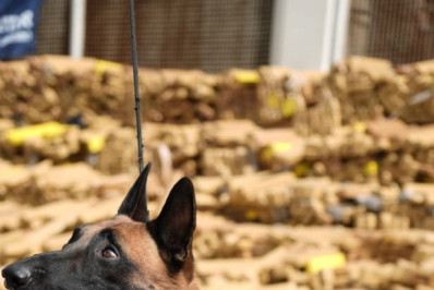 Cão que participou da maior apreensão de drogas do país pode receber a Medalha Tiradentes