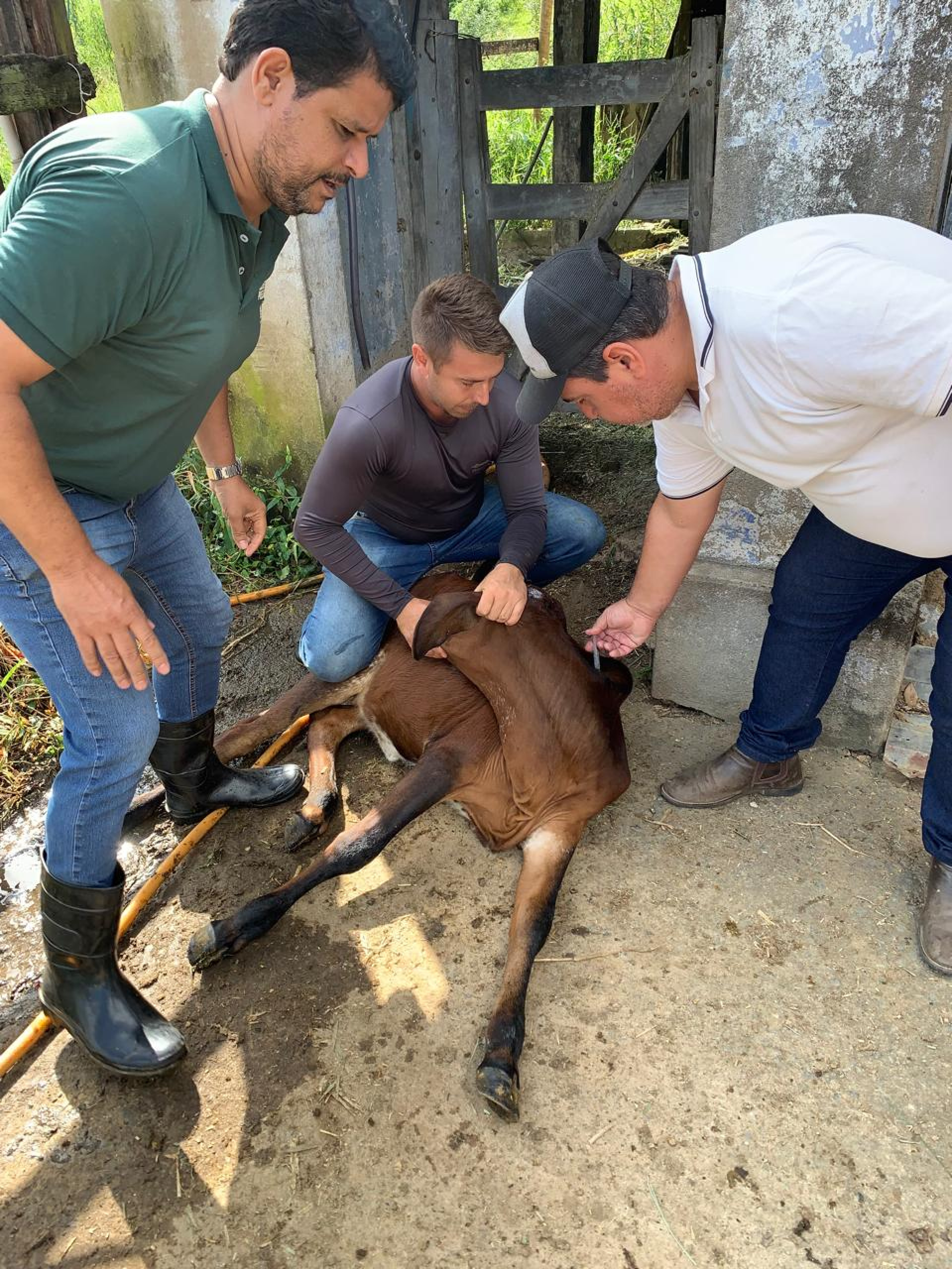 Secretaria de Desenvolvimento Rural de Barra Mansa intensifica vacinação contra brucelose em rebanhos jovens