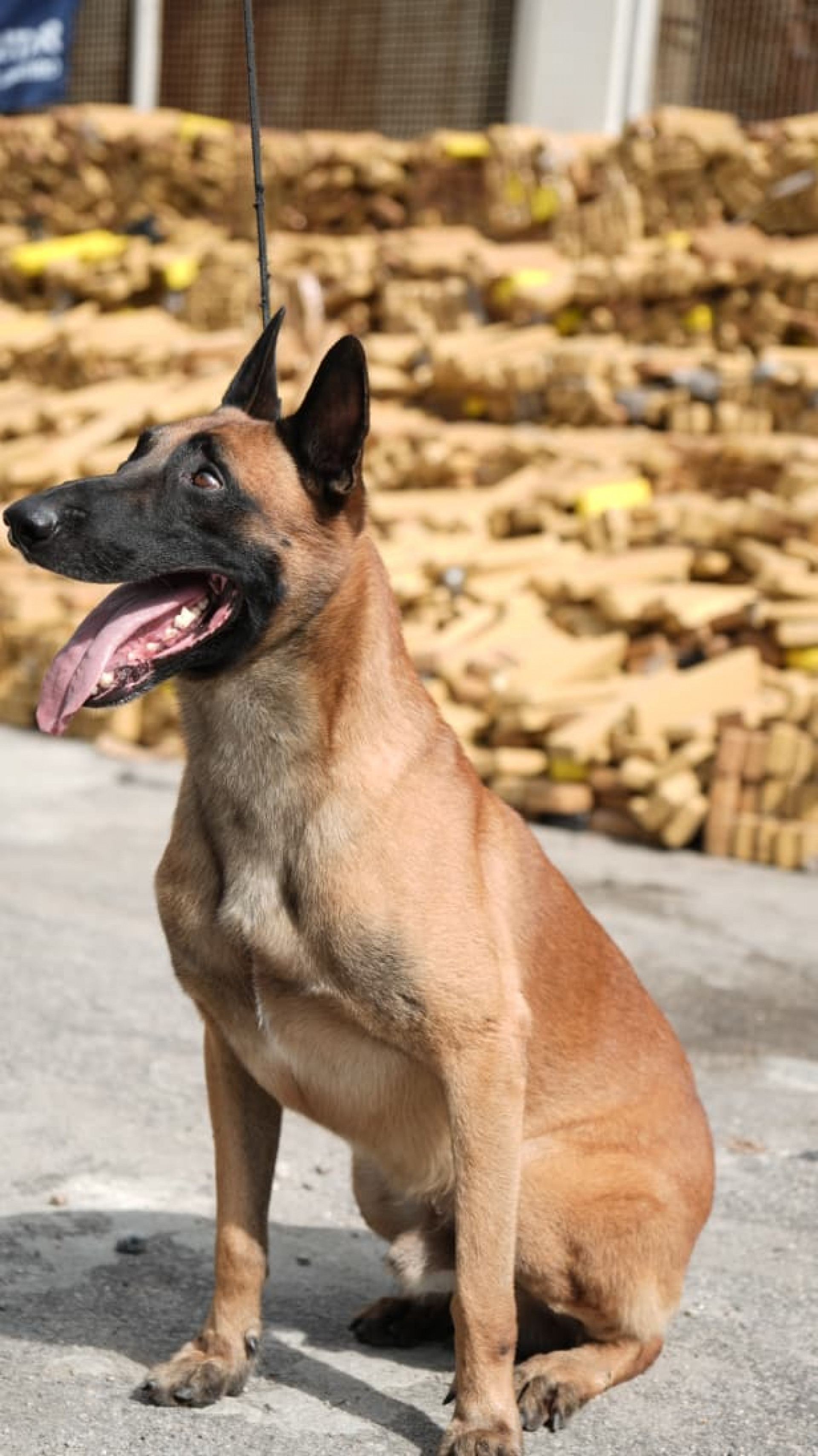 Cão que participou da maior apreensão de drogas do país pode receber a Medalha Tiradentes