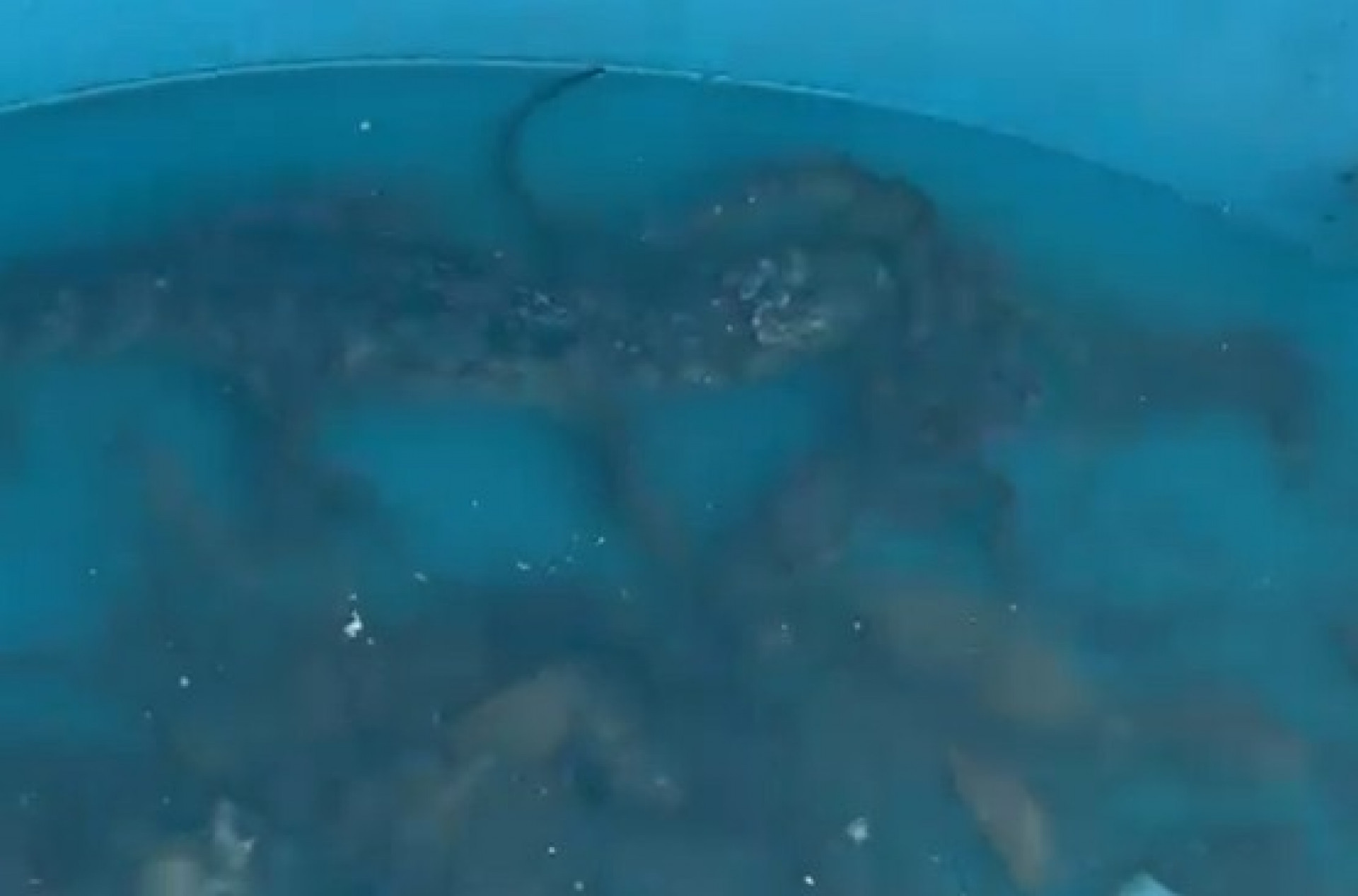 Dois jacarés foram encontrados em uma caixa d'água durante operação da PM - Reprodução