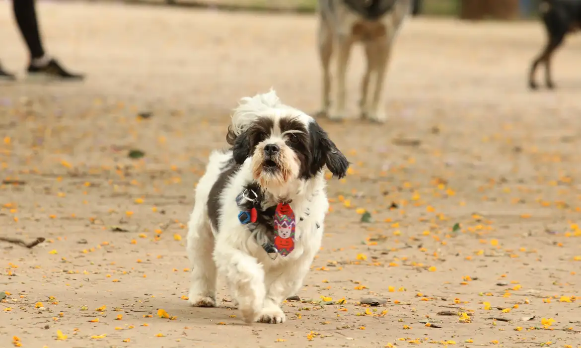 Alckmin sanciona guarda compartilhada de animais de estimação após separação de casais