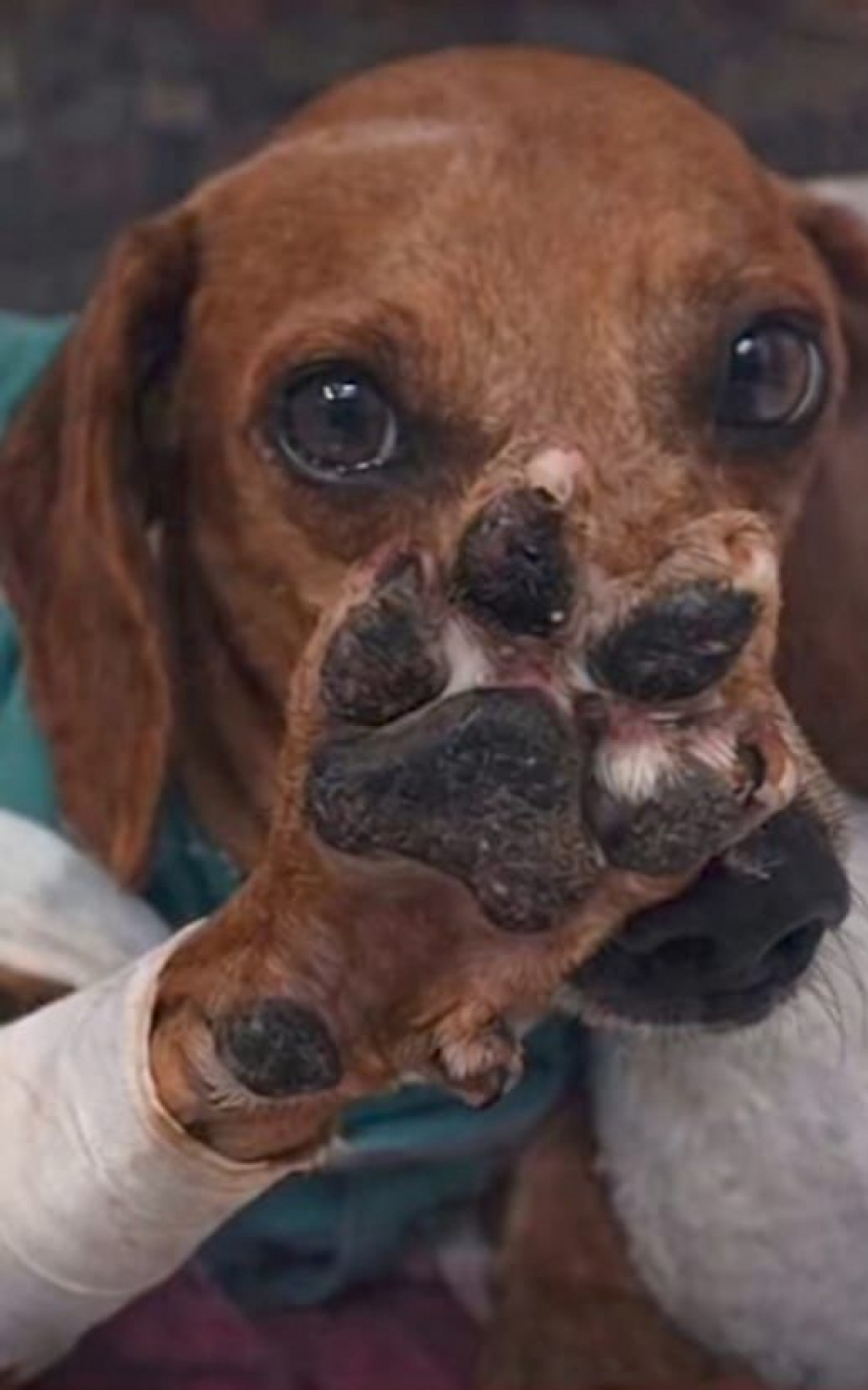 Johnny virou s&iacute;mbolo na luta contra os maus-tratos a animais no Brasil - Divulga&ccedil;&atilde;o