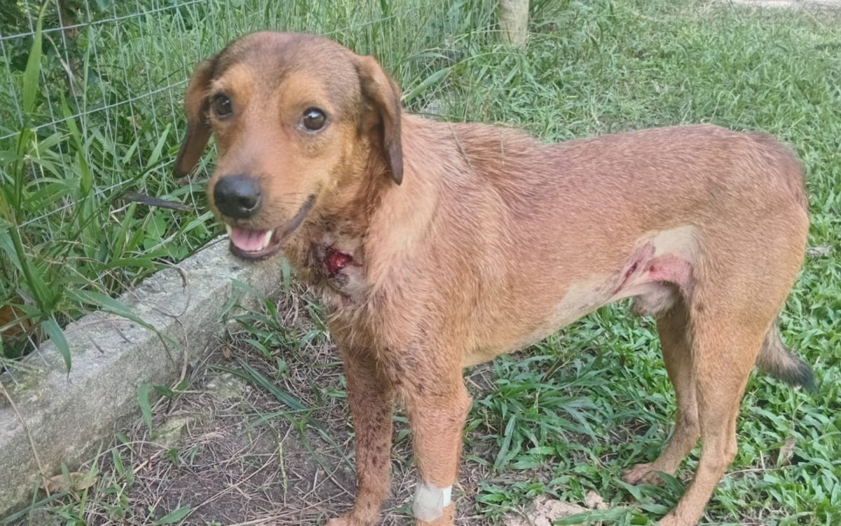Cachorro baleado em Guaratiba se recupera bem