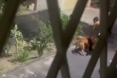 Moradores de condomínio onde ocorreu ataque de pitbull afirmam que animal sofria maus-tratos