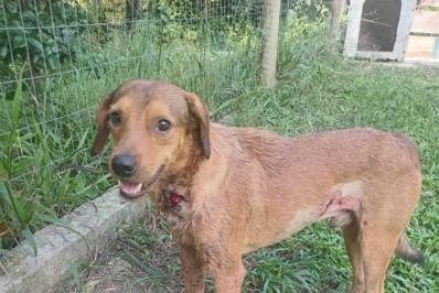 Cachorro baleado em Guaratiba se recupera bem