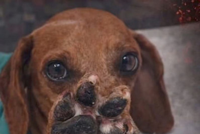 Caso Johnny mobiliza o país e pressiona por avanços na proteção animal