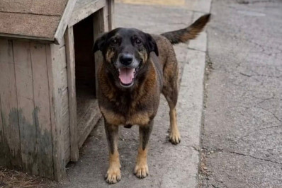 Cão Orelha: MP pede arquivamento do caso após perícia indicar que animal não estava com adolescentes