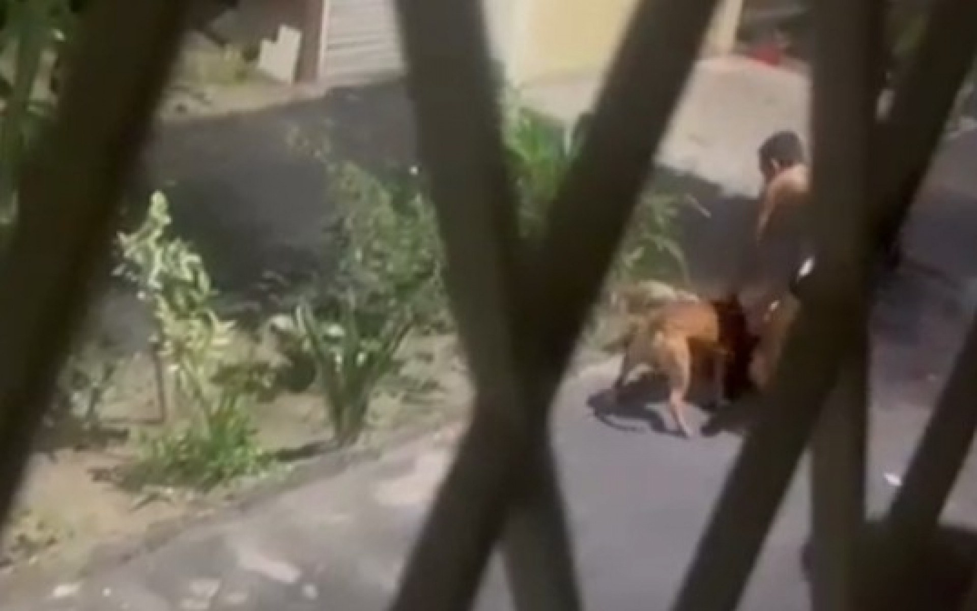 Moradores de condomínio onde ocorreu ataque de pitbull afirmam que animal sofria maus-tratos