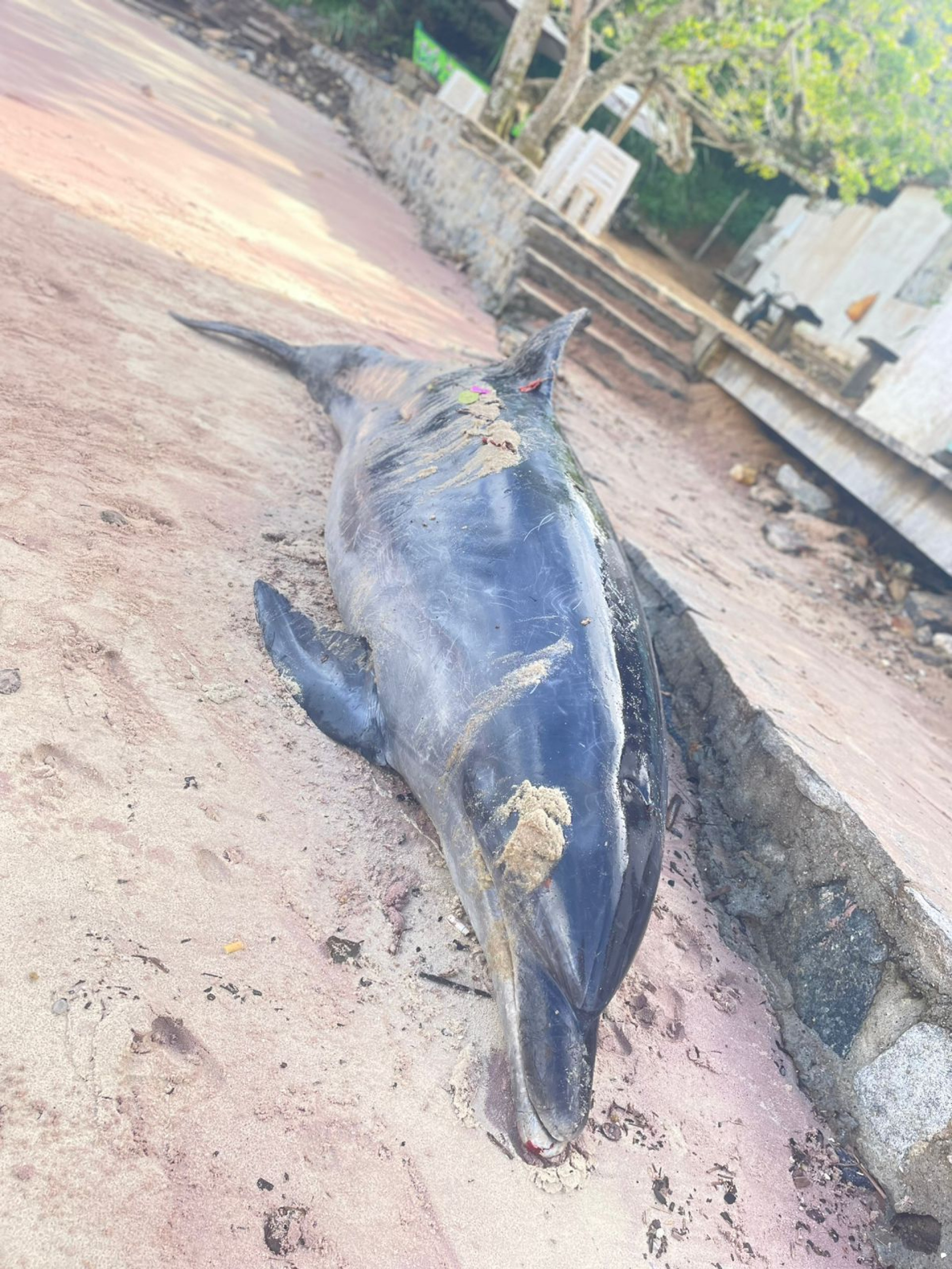 Instituto BW foi acionado para recolher o golfinho encontrado morto. - Reprodução/ Jornal Folha de Búzios