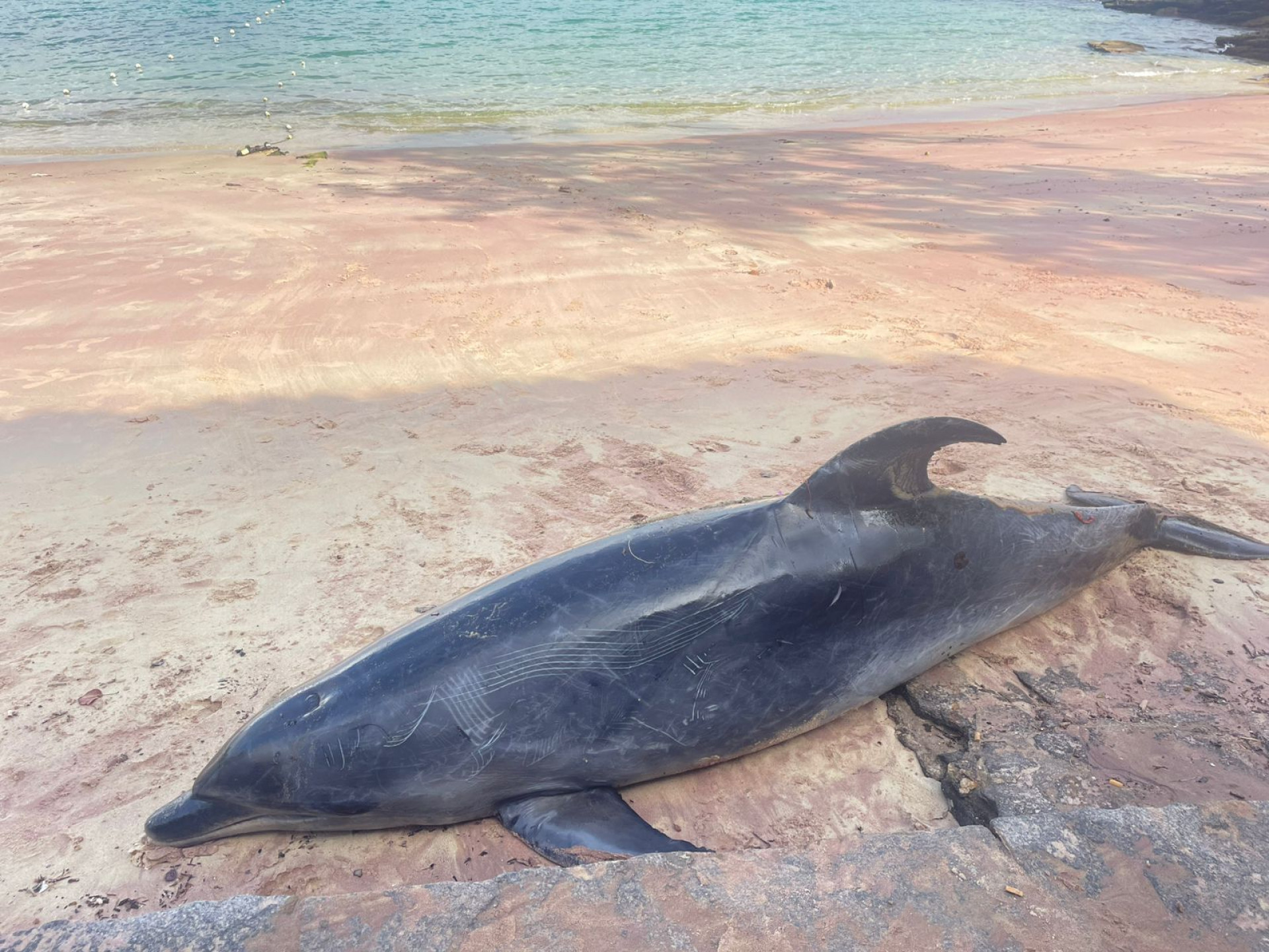 Perícia busca esclarecer a causa da morte do animal. - Reprodução/ Jornal Folha de Búzios