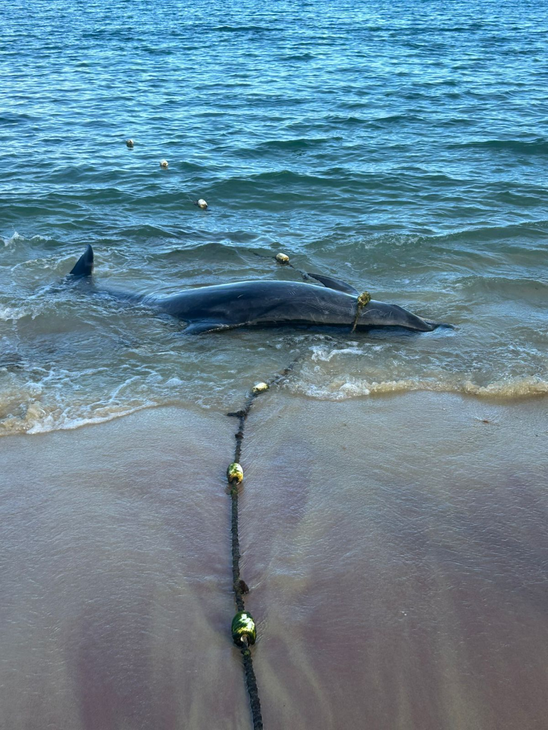 Corpo do animal apareceu próximo à beira-mar nas primeiras horas do dia - Reprodução/ Jornal Folha de Búzios