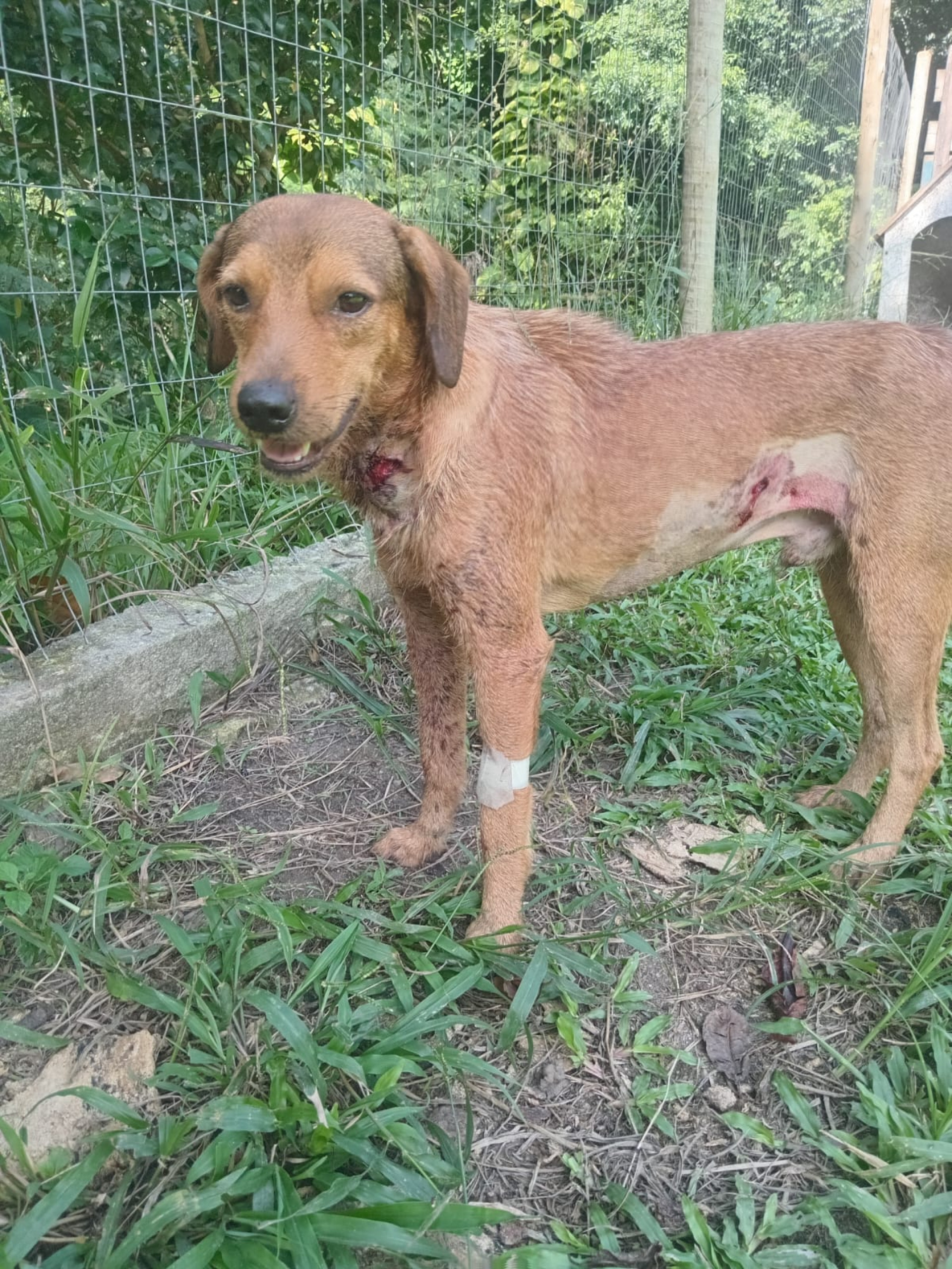 Cachorro baleado em Guaratiba se recupera bem - Divulgação