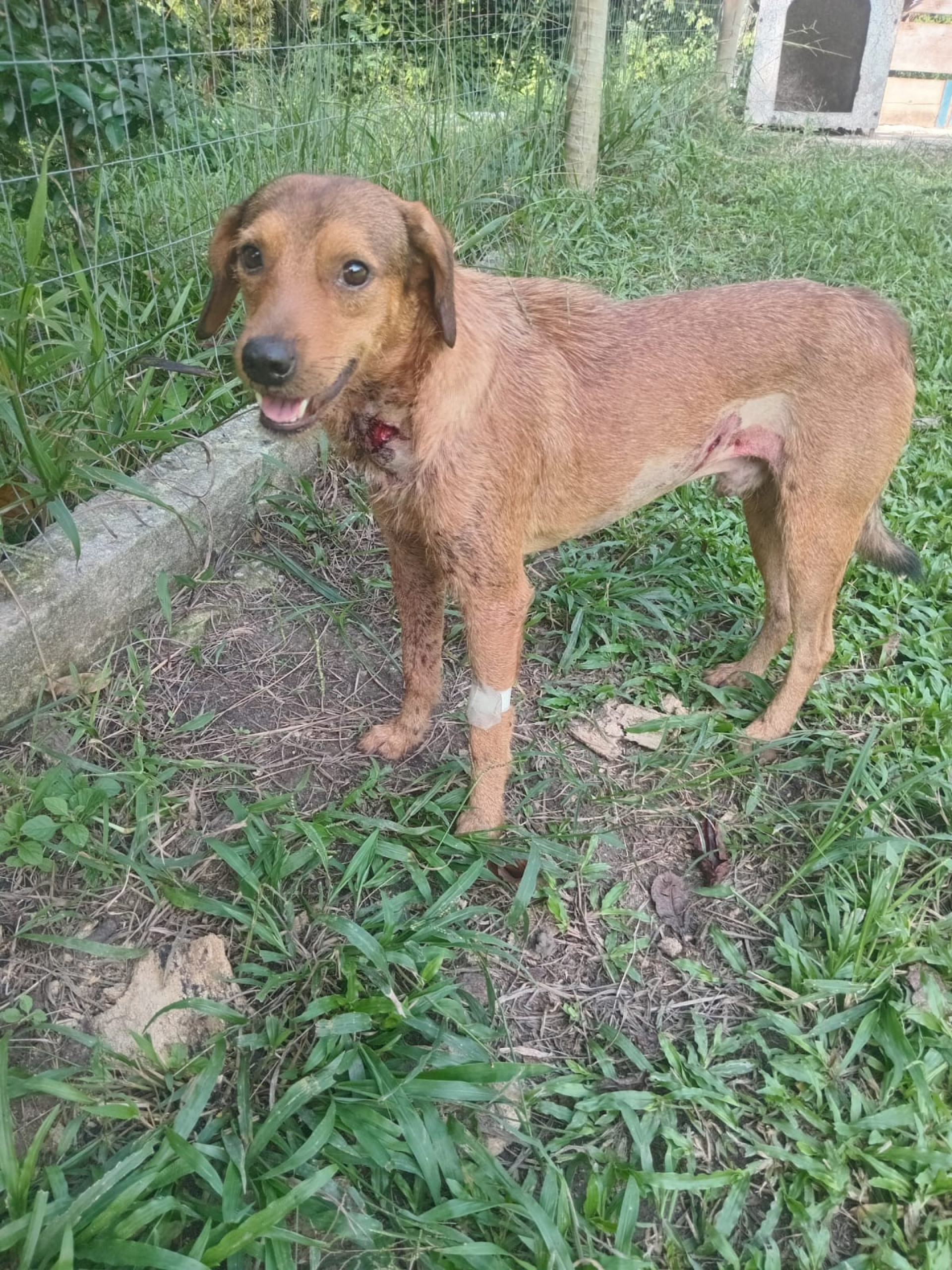 Cachorro baleado em Guaratiba se recupera bem após passar por cirurgia - Divulgação