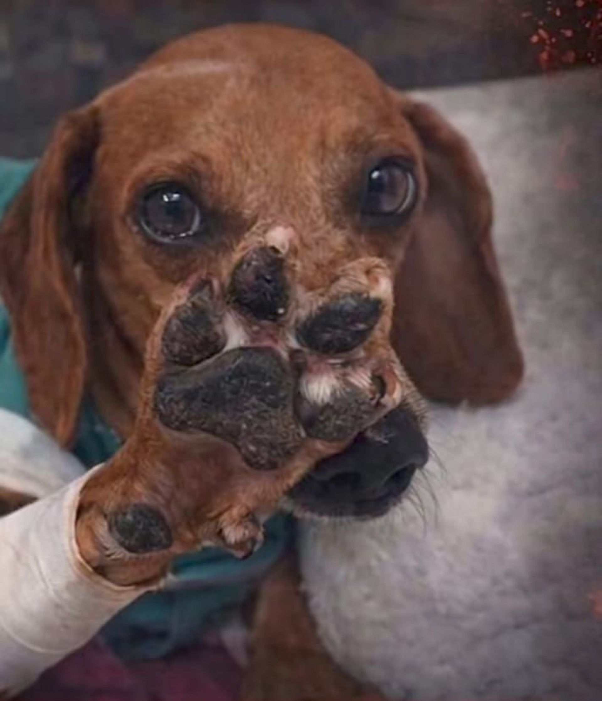 Johnny virou símbolo na luta contra os maus-tratos a animais no Brasil